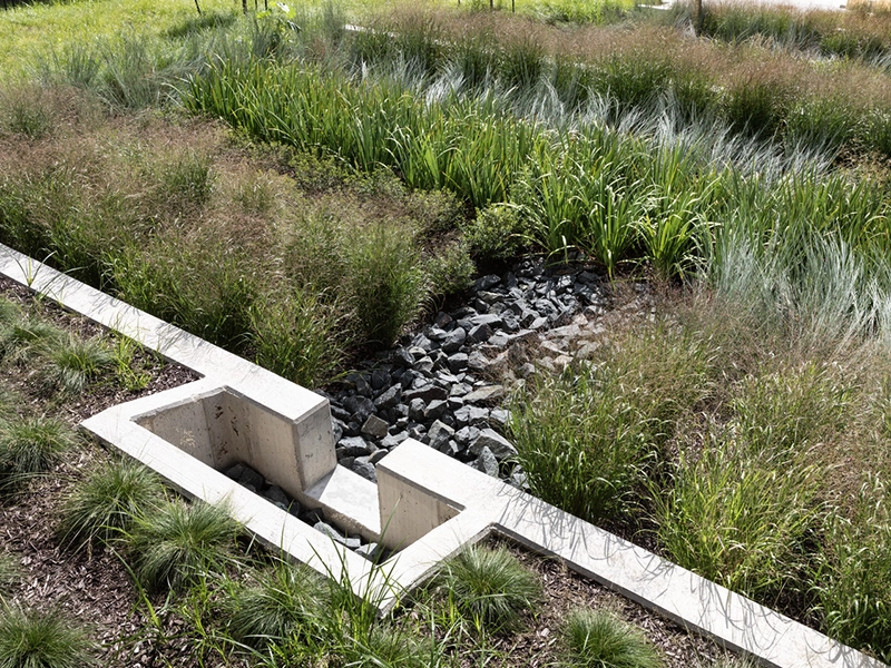 rain garden with stormwater drain