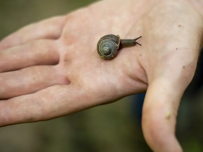 A hand holding a snail