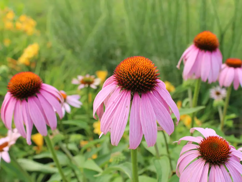 Rain Garden close-up of flower bed