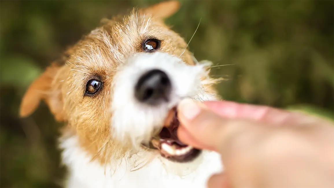 Close-up of a small dog taking a treat from a person's hand outdoors with a blurred natural background.